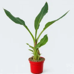 MA PÉPINIÈRE - Musella lasiocarpa - pot 5 l