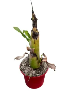 MA PÉPINIÈRE - Musella lasiocarpa - pot 4 l - h 80 cm