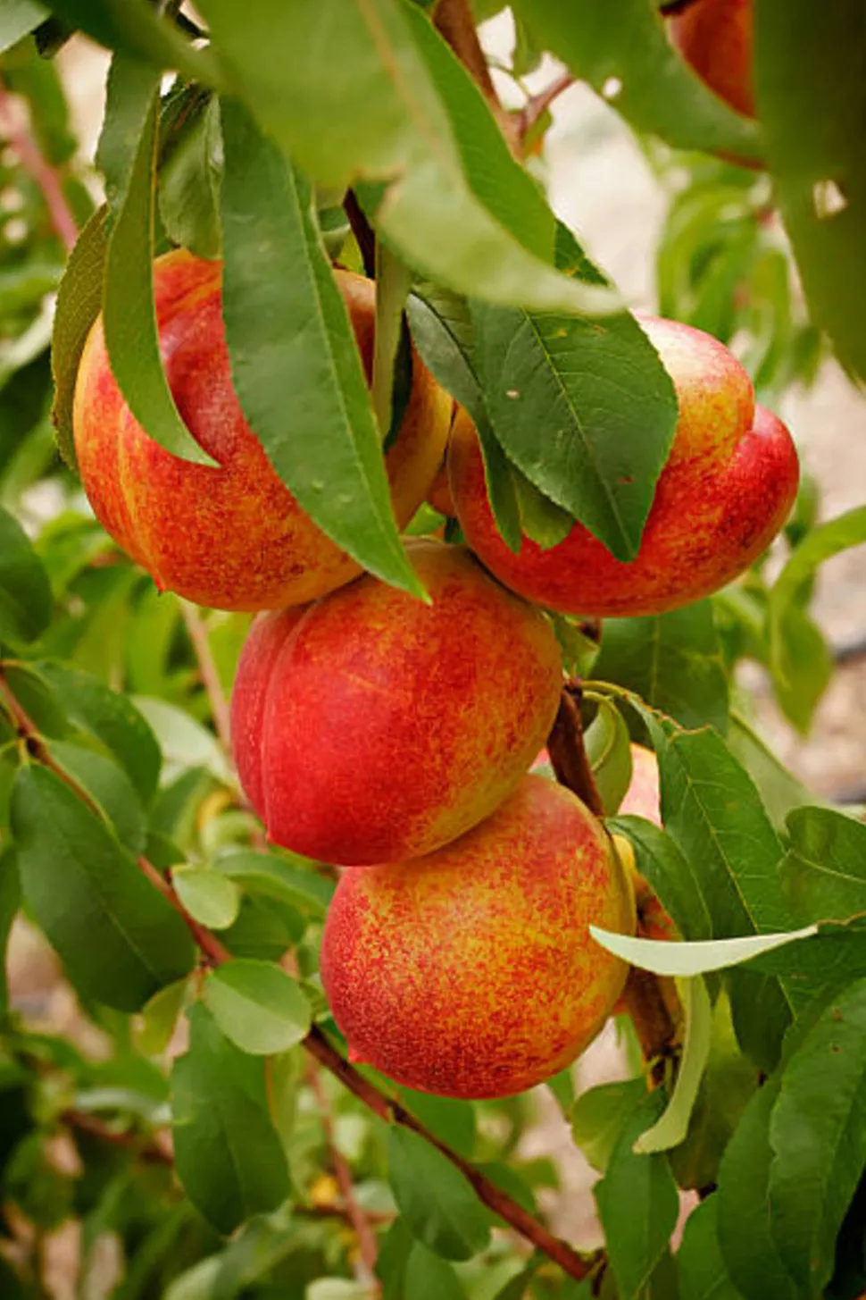 MA PÉPINIÈRE - Nectarinier nain 80/100 cm