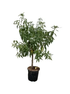 MA PÉPINIÈRE - Pêcher nain 80/100 cm