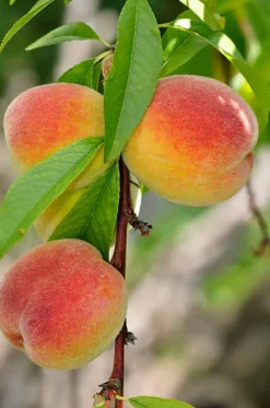 MA PÉPINIÈRE - Pêcher nain 80/100 cm