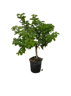 MA PÉPINIÈRE - Prunier nain 80/100 cm