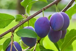 MA PÉPINIÈRE - Prunier nain 80/100 cm