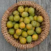 MA PÉPINIÈRE - Prunier reine claude doree - pot 15 l