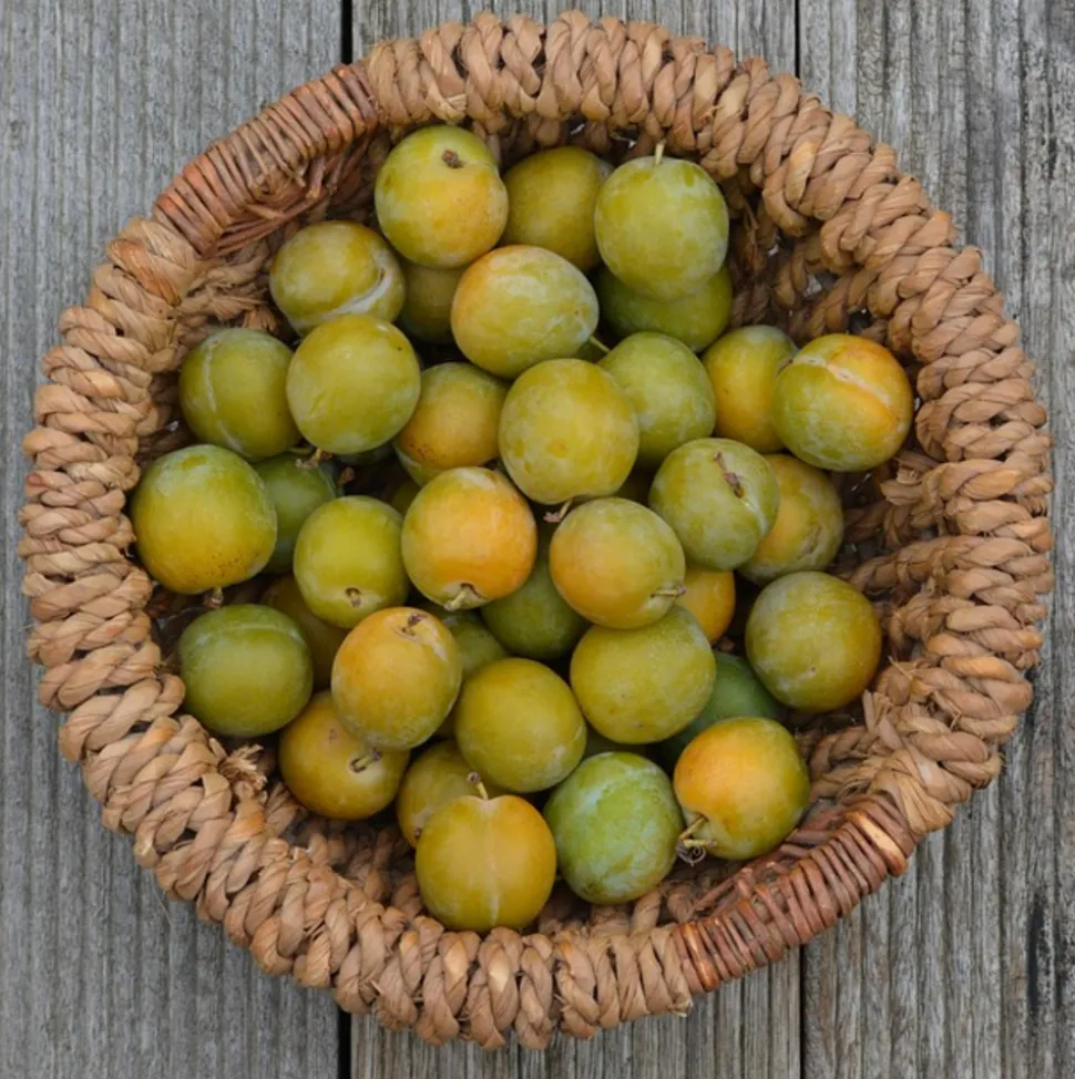 MA PÉPINIÈRE - Prunier reine claude doree - pot 15 l