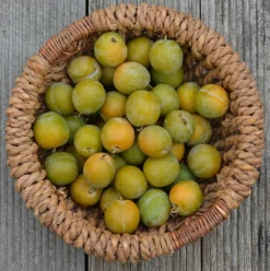 MA PÉPINIÈRE - Prunier reine claude doree - pot 12 l