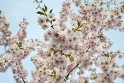 MA PÉPINIÈRE - Prunus serrulata amanogawa c30l tige-6/8