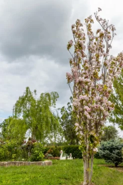 MA PÉPINIÈRE - Prunus serrulata amanogawa c30l tige-6/8