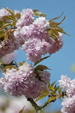 MA PÉPINIÈRE - Prunus serrulata kiku shidare zakura - pot 30 l