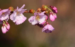 MA PÉPINIÈRE - Prunus subhirtella autumnalis rosea - pot 20 l