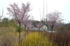 MA PÉPINIÈRE - Prunus subhirtella autumnalis rosea - pot 20 l