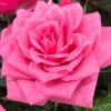 MA PÉPINIÈRE - Rosa pink voluptia - pot 3 l