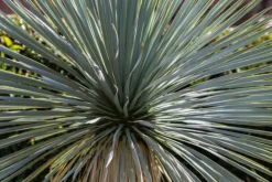 MA PÉPINIÈRE - Yucca rostrata - pot 4 l