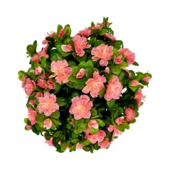 MARICHAL - Coupe de 11 azalée rose, H37Cm - L44Cm, 3,5Kg