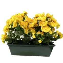 MARICHAL - Jardinière 40Cm de 48 chrysantheme jaune , H35CM - L50Cm, 5Kg