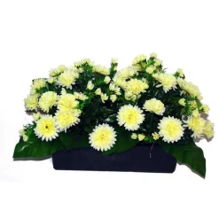 MARICHAL - Jardinière 40Cm de 48 chrysantheme crème , H35CM - L50Cm, 5Kg