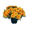 MARICHAL - Pot de chrysantheme pomponette tabac , H32CM - L36Cm, 2Kg