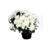 MARICHAL - Pot de chrysantheme pomponette crème , H32CM - L36Cm, 2Kg