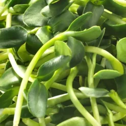 MES COURSES EN VRAC - Graines à germer- tournesol bio