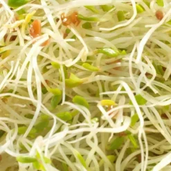 MES COURSES EN VRAC - Graines à germer- alfalfa roquette bio