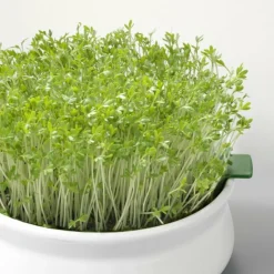 MES COURSES EN VRAC - Graines à germer- cresson bio