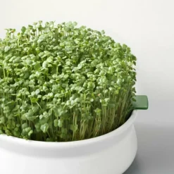 MES COURSES EN VRAC - Graines à germer- roquette bio