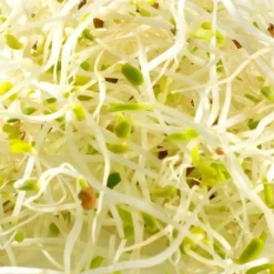 MES COURSES EN VRAC - Graines à germer- alfalfa bio