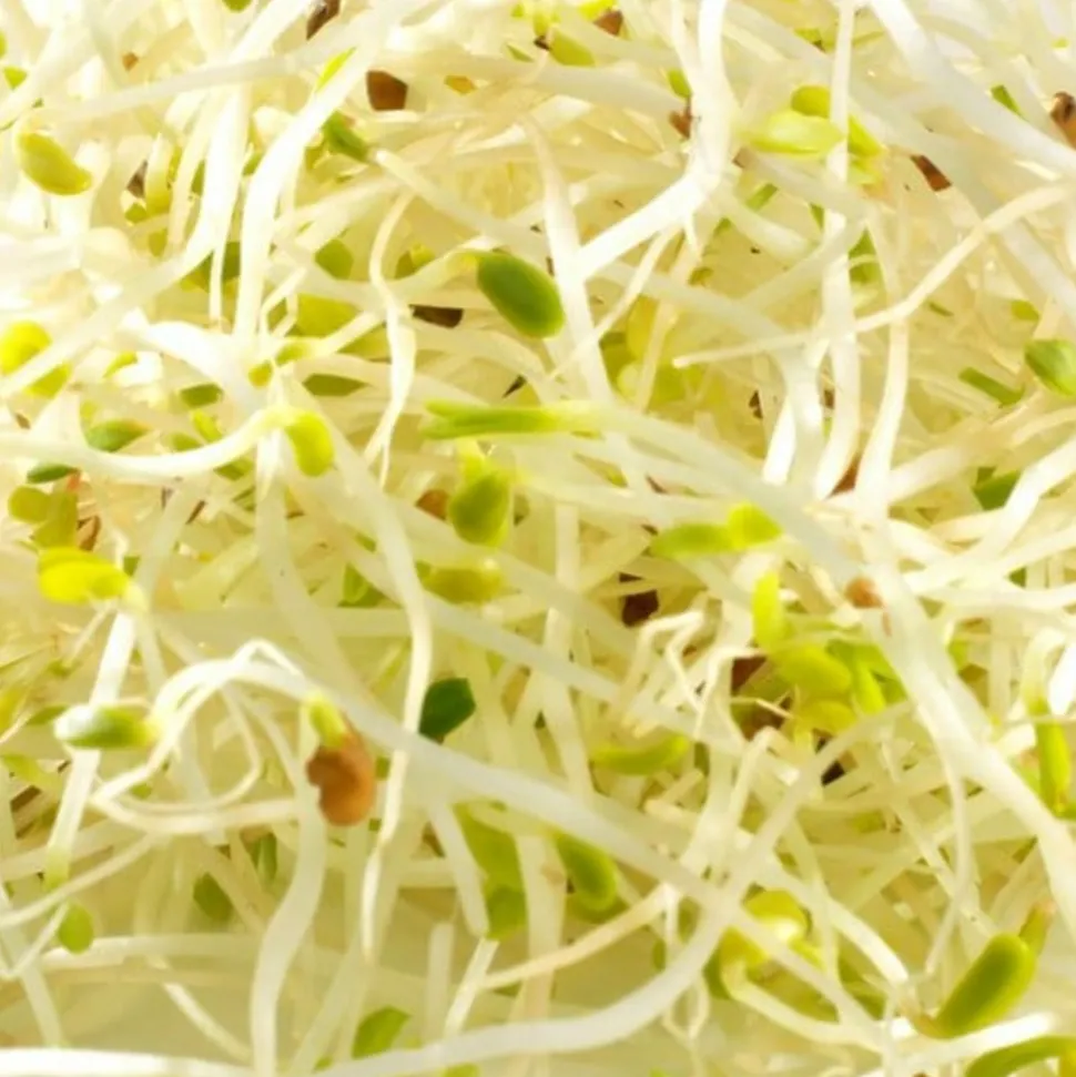 MES COURSES EN VRAC - Graines à germer- alfalfa bio