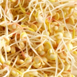 MES COURSES EN VRAC - Graines à germer- quinoa bio