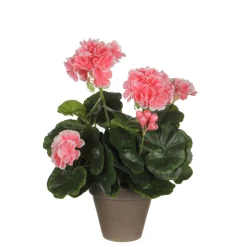 MICA - Geranium en pot Ø 11,5 cm, saumon Ø 23 x H. 32 cm