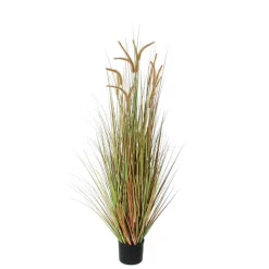 MICA - Herbe panache dogtail en pot, vert H. 150 cm