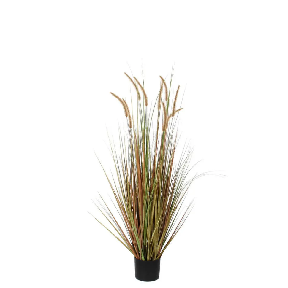 MICA - Herbe panache dogtail en pot, vert H. 120 cm