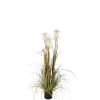 MICA - Herbe panache foxtail en pot, vert H. 120 cm