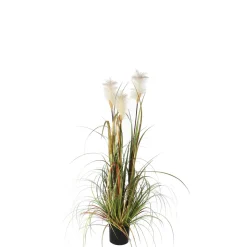 MICA - Herbe panache foxtail en pot, vert H. 120 cm