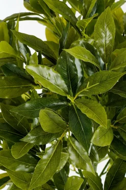 MICA DECORATIONS - Mica decorations - laurier arbre artificiel vert h120