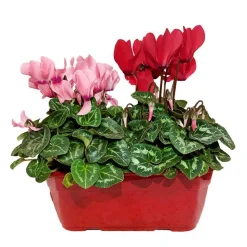Mini cyclamen : jardinière 25 cm - Coloris variables