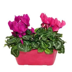 Mini cyclamen : jardinière 25 cm - Coloris variables