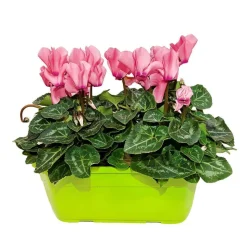 Mini cyclamen : jardinière 25 cm - Coloris variables