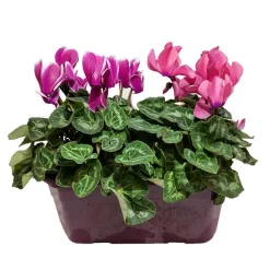 Mini cyclamen : jardinière 25 cm - Coloris variables