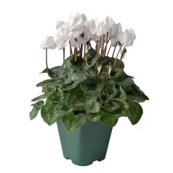 Mini cyclamen : pot D.11cm - Coloris variables