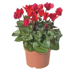 Mini cyclamen : pot D.11cm - Coloris variables
