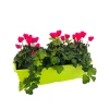 Mini Cyclamen et feuillage : jardinière de 40 cm