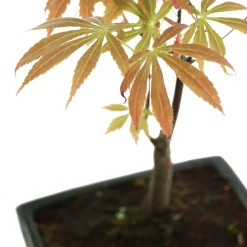 MITTON - Bonsaï Acer palmatum 'Atropurpureum':5-6 ans