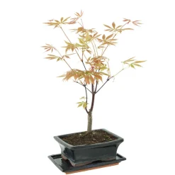 MITTON - Bonsaï Acer palmatum 'Atropurpureum':5-6 ans
