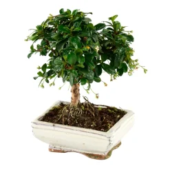 MITTON - Bonsaï Carmona :5-6 ans boule