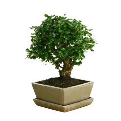 MITTON - Bonsaï Carmona :7-9 ans boule