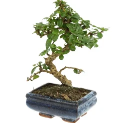 MITTON - Bonsaï Carmona :5-6 ans étage