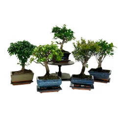 MITTON - Bonsaï d'intérieur 6/7 ans, pot avec soucoupe