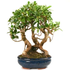 MITTON - Bonsaï d'intérieur : forêt ficus 7-9 ans