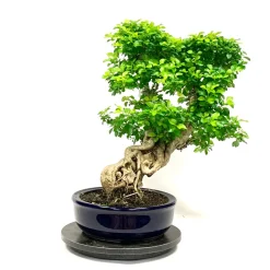 MITTON - Bonsaï Duranta 19 ans - Pot + Soucoupe